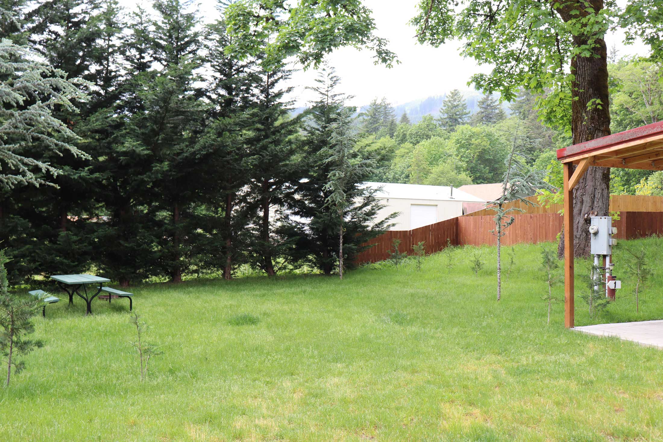Mt St Helens Camping Lone Fir Tent Site 1